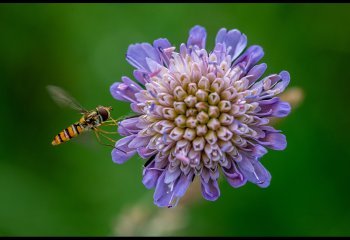 bee-happy_Billy-Kerr bee-happy_Billy-Kerr