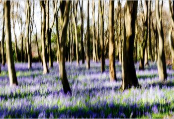 Third_Bluebells_Fin-Simpson
