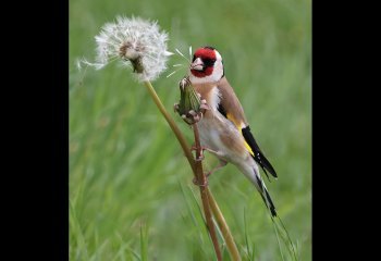 Highly-Commended_Goldfinch_John-Hankin-LRPS