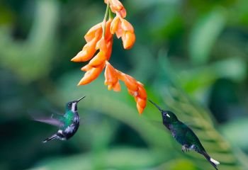 Highly-Commended_Humnmingbird-face-off_Paul-Norris-ARPS