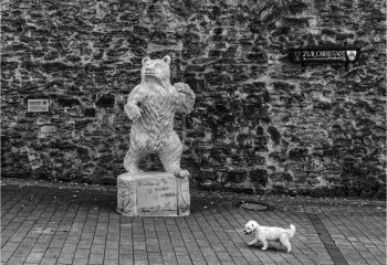 Commended_A-Dog-With-A-Bear-Behind_David-Cahill