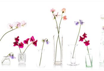 Commended_Sweet-Peas_Mike-Cheeseman-LRPS