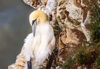 A-blustery-day-at-Bempton-Cliffs_Susan-Kerr