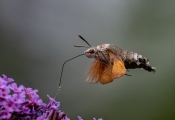 First_Hummingbird-Hawkmoth_Stephen-Chapman