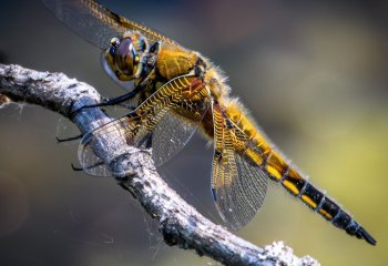 Commended_Nearly-Ready-to-Fly_David-Wallis
