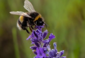 Bumble-Bee-on-Lavender_Patrick-Barker-LRPS