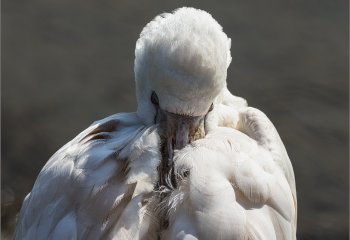 Sleepy-Spoonbill_Martyn-Smith