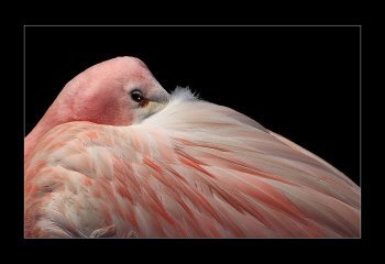 FIRST Pretty-Flamingo-Fin-Simpson