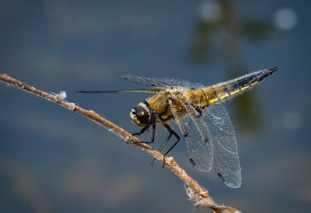 Dragonfly-Stephen-Chapman