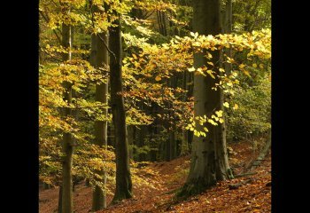 Autumn-Woodland Val Thomas