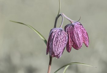 Snakeshead-FritillaryJohn Crew