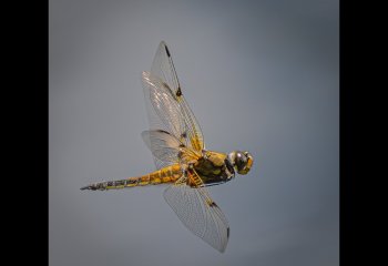 SECOND-Dragonfly-STEPHEN-CHAPMAN-