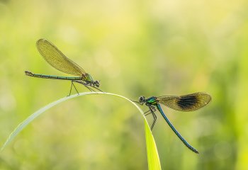 HIGHlY-COMMENDED-Banded-Demoiselle-pair-Jill-Bewley