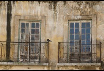 Pigeon-Balcony-Val-Thomas