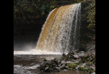 Small-sapling-big-waterfall-Alun-Thomas