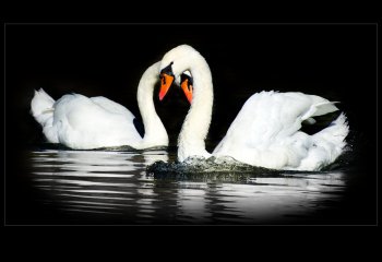 Swans_Framed Andy Kennedy