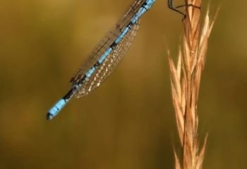 Catching-the-evening-light_Paul-Norris-ARPS