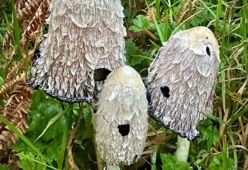 First_Shaggy-Inkcap_Patrick-Barker-LRPS