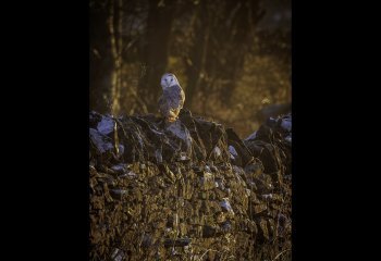 Highly-Commended_Barn-Owl-At-Sunset_Gary-Gleghorn