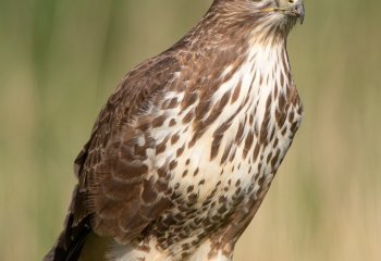 Highly-Commended_buzzard_on_the_fence_Andrew-Roca