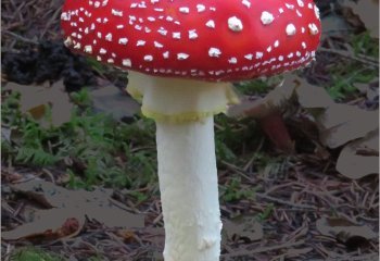 Amanita-Muscaria_Fin-Simpson