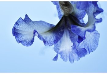 BLUE-IRIS_Purificacion-Montanez-Carmona