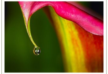 Calla-Droplet_Rod-Head