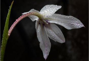 Droplets-on-Abyssinian-Gladiolus_Jean-Thirkettle