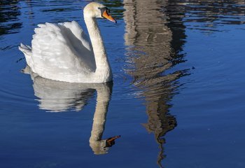 Evening-Reflections_David-Wallis