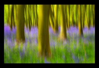 SPRINGTIME-WOODLAND_COLIN-HOSKINS