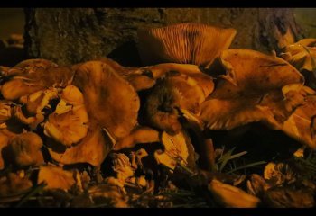 mushrooms-at-night_robin-okeeffe