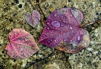 First_Three-Wet-Leaves_David-Cahill