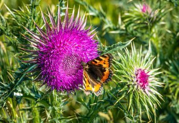 Third_Small-Tortoiseshell-Butterfly_Nigel-Rogers