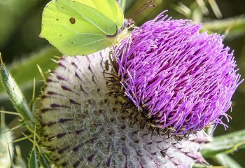 Highly-Commended_Brimstone-on-Thistle_David-Wallis