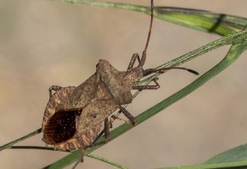 Dock-Bug-Coreus-Marginatus_John-Crew-LRPS