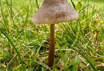 Fungi-On-Osborne-Lawn_Patrick-Barker-LRPS