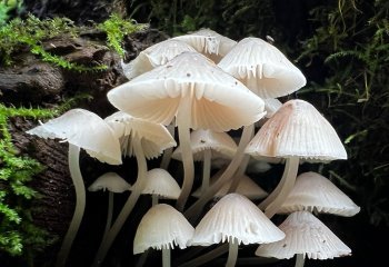 Mycena_Ruth-Barker