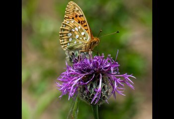 dark-green-fritillary_Billy-Kerr