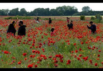 HIGHLY COMMENDED Poppy-Fever-Dave-Cahill