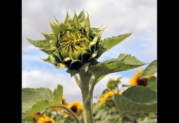 Sunflower-Bud-Carol-Thorne