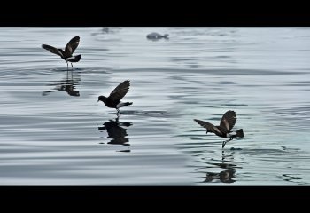 THIRD Wilson-Petrels-Paul-Jones