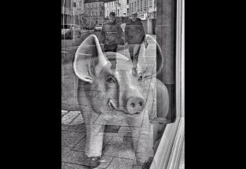 A-Pig-on-the-High-Street-Colin-Hoskins