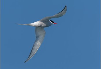 Arctic-Tern-David-Wallis