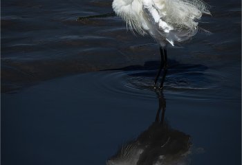 Deconstructed-Egret-Martyn-Smith