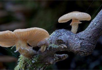 First_Autumn-Fungi-_Stephen-Chapman
