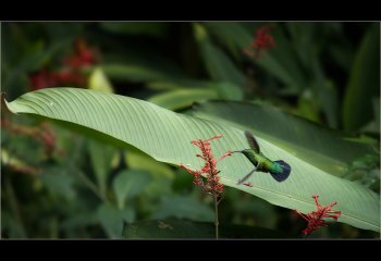 Commended_Green-Throated-Carib_Martyn-Smith