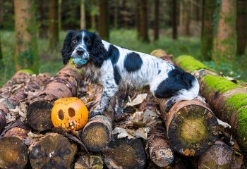 A-Fetching-Halloween_bill-Lincoln