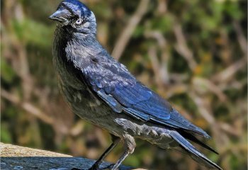 Curious-Corvid_John-Crew-LRPS