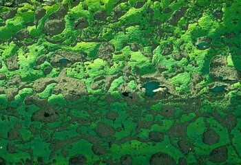 Old-Paint_Steve-Finch