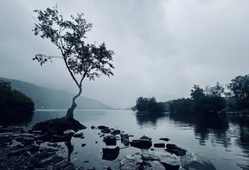 The-Lone-Tree-of-Llanberis_Ruth-Barker